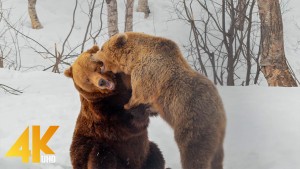 4K_Wild_Animals_of_Polar_Park,_Arctic_Wildlife_Center_Nature_Relax