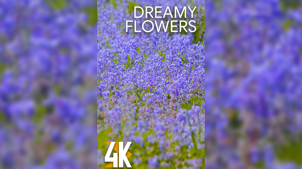 4k DREAMY WILDFLOWERS Vertical Display Video 2 Hours YOUTUBE