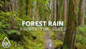 8k_Rain_in_a_Fairytale_Forest_Nature_Relax_Video_8_Hours_YOUTU