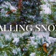 4K FALLING SNOW Nature Relax Video 8 hours YOUTUBE