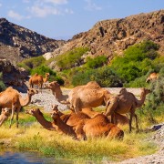 4K_Incredible_Oman_Best_Scenic_Nature_Places_Part_2_Nature_Relax