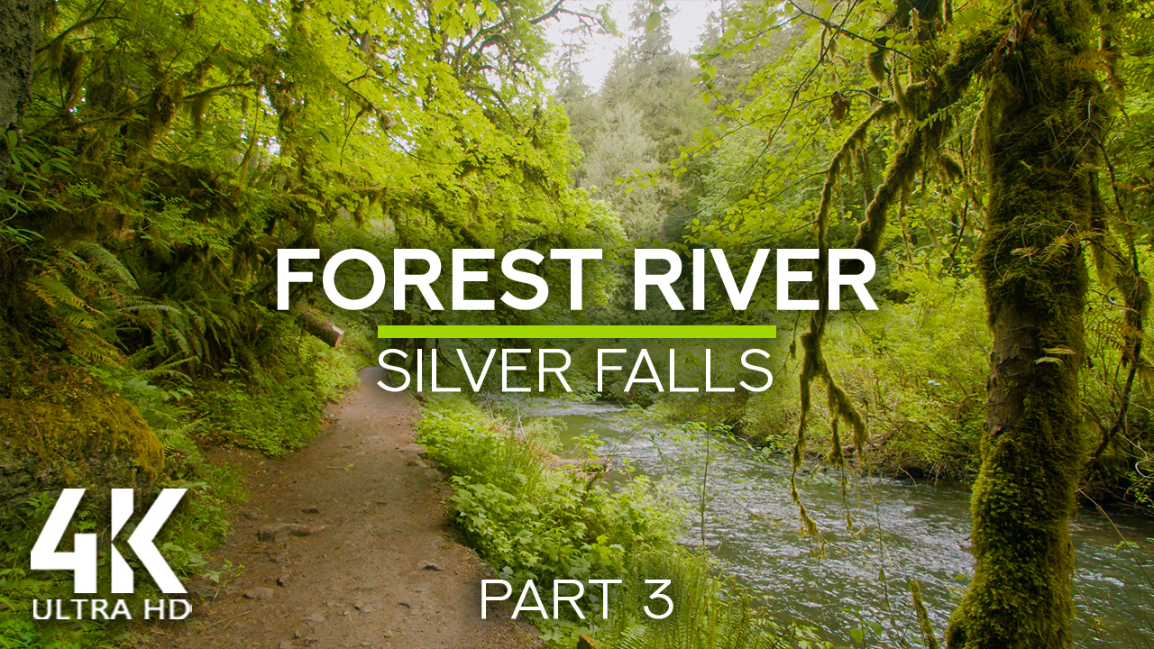 4k Forest River Part 3 Nature Relax Video YOUTUBE
