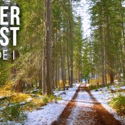 4k_WINTER_FOREST_EPISODE_1_Nature_Relax_Video_3_Hours_YOUTUBE