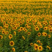 4K Sunflower Fields in Eastern Washington 3 Hours APP SELL