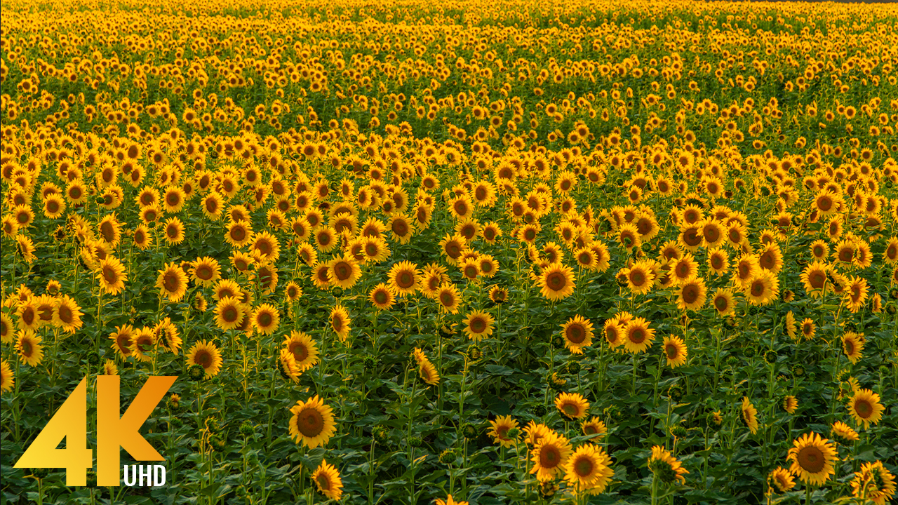 4K Sunflower Fields in Eastern Washington 3 Hours APP SELL
