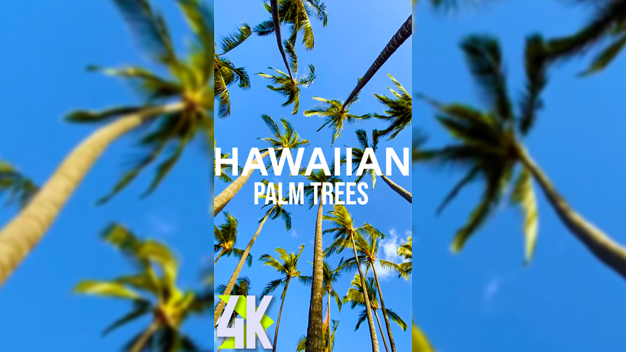 4K HAWAIIAN PALMS Vertical Display Video 2 hours YOUTUBE