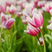 4K Spring Flowers Part 2 Nature Relax Video YOUTUBE