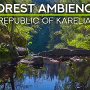 4K_In_the_deep_forest_Republic_of_KARELIA_Nature_Relax_Video_8_hours