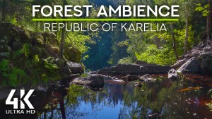 4K_In_the_deep_forest_Republic_of_KARELIA_Nature_Relax_Video_8_hours