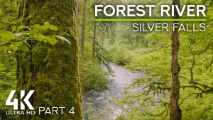 4k Forest River Part 4 Nature Relax Video 8 Hours YOUTUBE