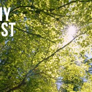 4k Sunny Forest Nature Relax Video 10 Hours YOUTUBE