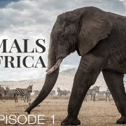 4K Animals of Africa Episode 1 Wildlife Slideshow YOUTUBE