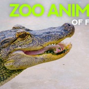 4K ZOO Animals Of Florida State YOUTUBE