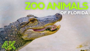 4K ZOO Animals Of Florida State YOUTUBE