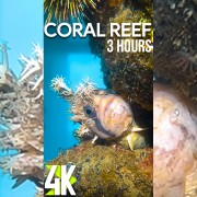 4k_Relaxing_coral_reef_fish_Vertical_Display_Video_3_Hours_YOUTUBE