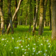 Ukrainian Spring Forest Relax 8h Youtube