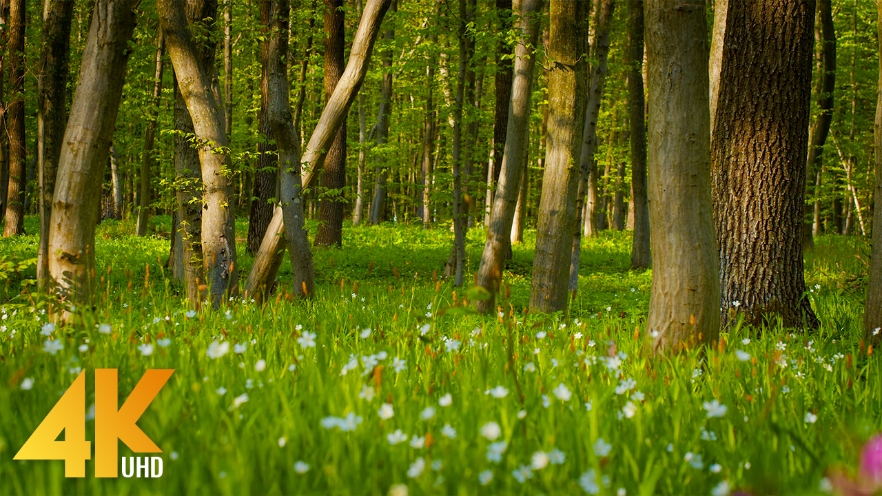 Ukrainian Spring Forest Relax 8h Youtube