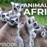 4K Animals of Africa Episode 2 Wildlife Slideshow YOUTUBE