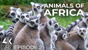 4K Animals of Africa Episode 2 Wildlife Slideshow YOUTUBE
