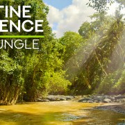 4K Jungle River Nature Relax Video 8 hours YOUTUBE