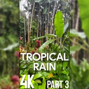 4K_TROPICAL_HAWAIIAN_RAIN_PART_3_VERTICAL_DISPLAY_VIDEO_2_HOURS