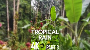 4K_TROPICAL_HAWAIIAN_RAIN_PART_3_VERTICAL_DISPLAY_VIDEO_2_HOURS