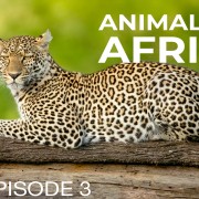 4K Animals of Africa Episode 3 Wildlife Slideshow YOUTUBE