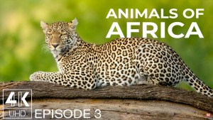 4K Animals of Africa Episode 3 Wildlife Slideshow YOUTUBE