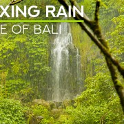 4K Jungle Under The Rain Nature Relax Video 8 hours YOUTUBE