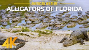 4K_Alligators_Of_Florida_And_Other_Wild_Animals_Nature_Relax_Video