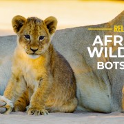 4K_Wild_Animals_Of_Mabuasehube_Botswana_NATURE_RELAX_VIDEO_YOUTUBE