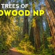 REDWOOD FILM RELAX NARRATED ENG youtube