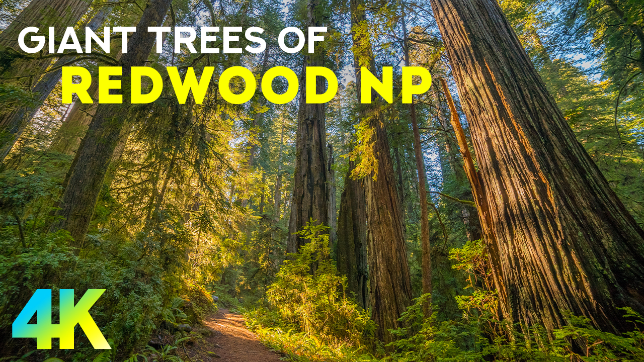 REDWOOD FILM RELAX NARRATED ENG youtube