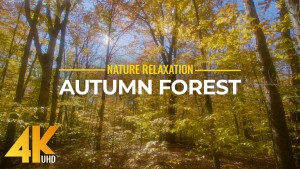 4K SOUND OF AN AUTUMN FOREST Nature Relax Video YOUTUBE