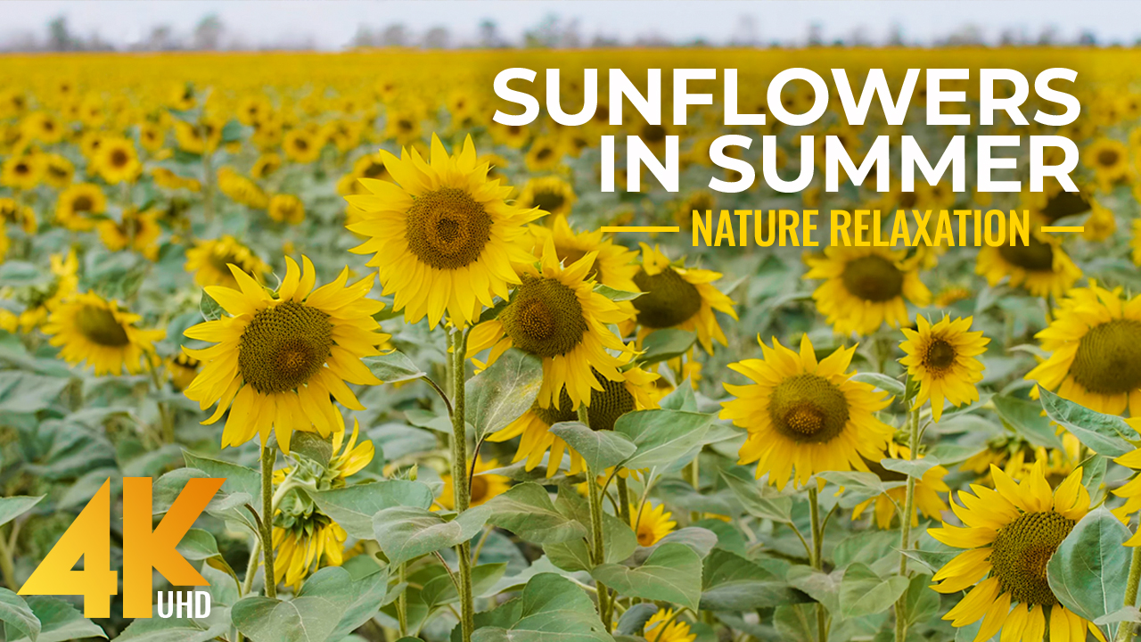 4K_Sunflowers_Warmth_and_Beauty_of_Summer_Days_Nature_Relax_Video