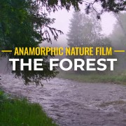 4K The Forest Nature Relax Video YOUTUBE-anamorfic