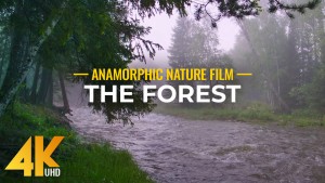 4K The Forest Nature Relax Video YOUTUBE-anamorfic