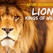 4K_LIONS_Kings_of_African_Wildlife_nature_documentary_film_eng,