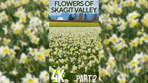 4K_Skagit_Valley_Flowers,_Part_2_Vertical_Display_Video_YOUTUBE