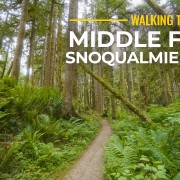 4K_Summer_Walk_along_Middle_Fork_Snoqualmie_River_Trail_NATURE_WALKING
