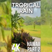 4K_Tropical_hawaiian_rain_Part_2_vertical_display_video_2_hours