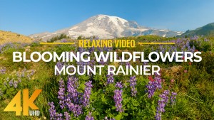 4K_Wildflowers_blooming_at_mount_rainier_Nature_Relax_Video_YOUTUBE