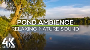 4K Evening by the pond Nature Relax Video 8 hours YOUTUBE