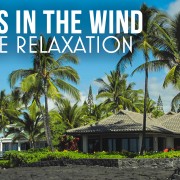 4K Palms in the wind Nature Relax Video 8 HOURS YOUTUBE