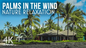 4K Palms in the wind Nature Relax Video 8 HOURS YOUTUBE