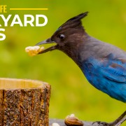 4K_Back_Yard_Animals_–_2_Birds_On_A_Sunny_Day_SHORT_PREVIEW_VIDEO