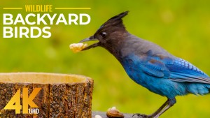 4K_Back_Yard_Animals_–_2_Birds_On_A_Sunny_Day_SHORT_PREVIEW_VIDEO