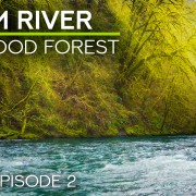 4K_Calm_River_In_The_Redwood_Forest_Episode_2_Nature_Relax_Video