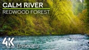 4K_Calm_River_In_The_Redwood_Forest_Episode_2_Nature_Relax_Video
