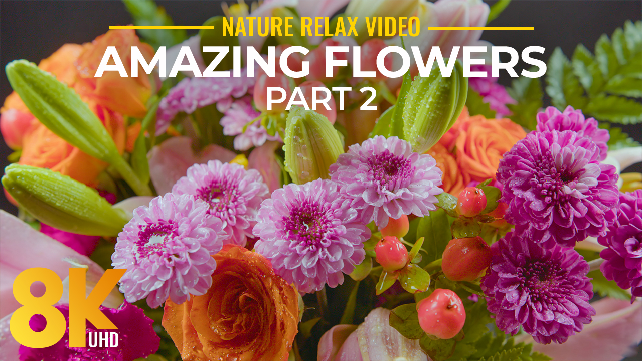 8k Amazing Flowers Part #2 SHORT youtube mp4 1 HOUR